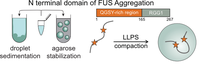New Publication - NMR and EPR reveal a compaction of the RNA-binding protein FUS upon droplet formation