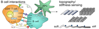 New Publication - External cues to drive B cell function towards immunotherapy
