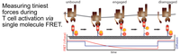 New Publication - Temporal analysis of T-cell receptor-imposed forces via quantitative single molecule FRET measurements