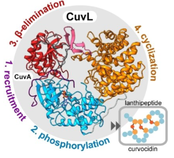 CuvL-webpage.png