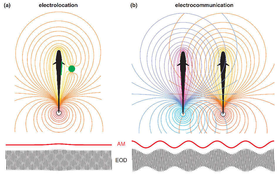 Figure - 2_Weakly electric fish fields.png