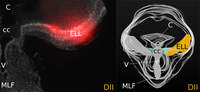 Figure1 - DII tracing - ELL.png