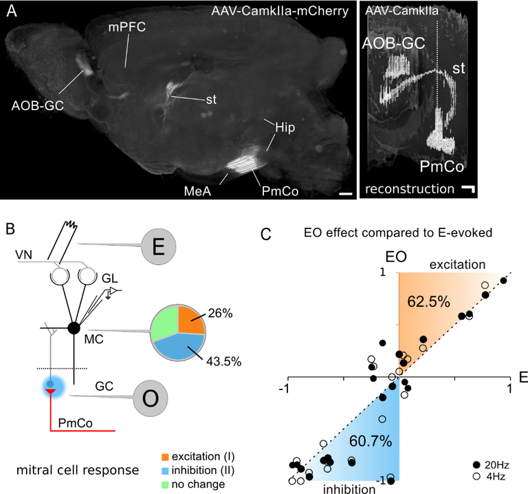 Figure1 - Tracing of amygdala projections.png