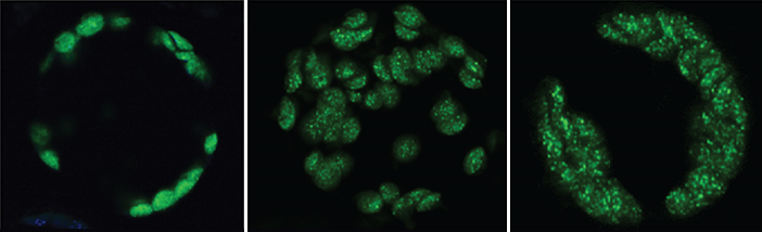 AG Linneweber in Plant Cell.png