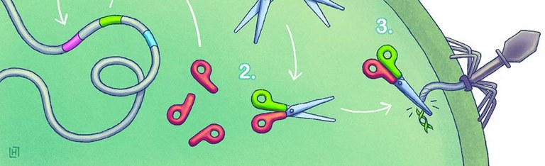 Charpentier CRISPR_fig1_A5Auschnitt.jpg