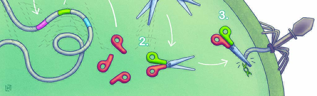 Charpentier CRISPR_fig1_A5Auschnitt.jpg