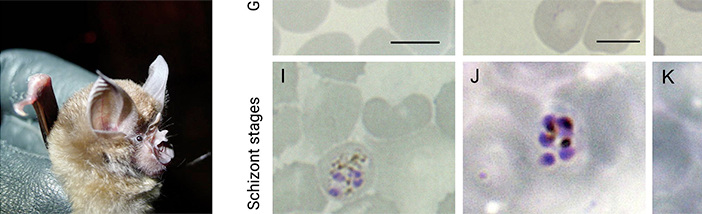 Fledermaus-Plasmodien-Parasitologie.png