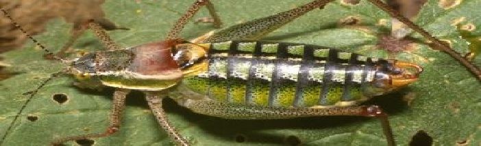 Insektenschutz/Poecilimon gerlindae