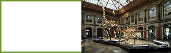 Museum Wiss. im Sauriersaal