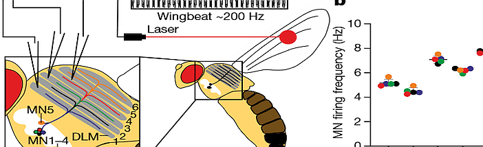 Nature_Schreiber_Mai_2023.png
