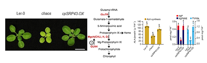 Photosynthese auch bei Hitze