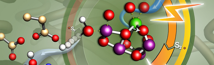 Photosystem II AG Zouni