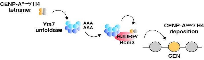 PNAS AEM