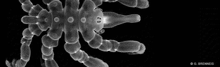 Sea-Spider_Brenneis.png