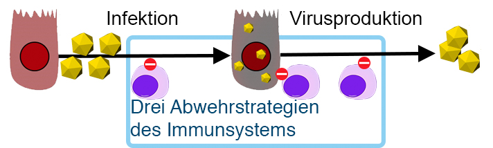 Strategien des Immunsystems